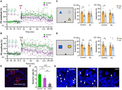 Intracerebral inoculation of healthy non-transgenic rats with a single aliquot of oligomeric amyloid-β (1–42) profoundly and progressively alters brain function throughout life